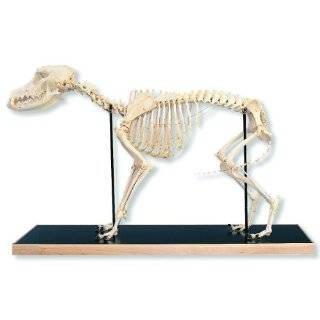 3B Scientific T30009 Dog Skeleton (Canis Domesticus)