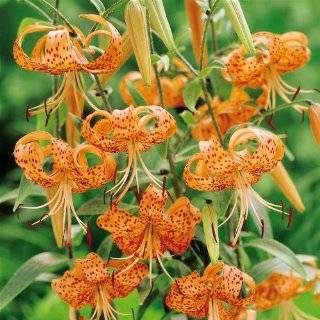  Hiawatha Tiger Lily 3 Bulbs   Red Flowers/Black Spots 