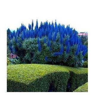  Echium   Blue Bedder   1000 Seeds Patio, Lawn & Garden