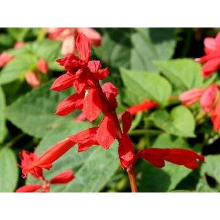  150 Seeds, Sage Scarlet Red (Salvia coccinea) Seeds by 