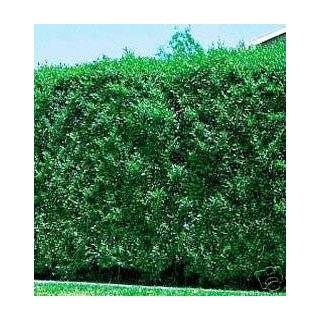  Ilex Nellie R Stevens Evergreen Holly Shrub/ Tree 4 inch 