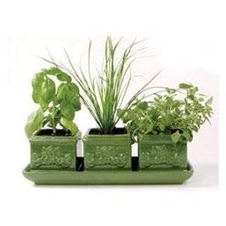Idea  Grow Cooking Herbs  Seeds Parsley, Thyme, Cilantro / Coriander 