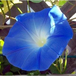 Heavenly Blue Morning Glory 150 Seeds   UNTREATED / FRESH