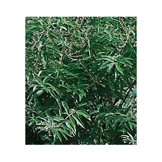  Lemon Grass Plant   Must Have Herb   Cymbopogon   4 Pot 