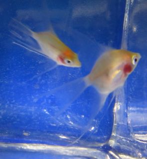 1 Red Face Golden Angel Fish for Live Freshwater Aquarium Fish