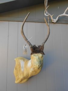 Cool Forked Horn 2x2 Elk Rack Antlers Taxidermy Deer Mule Whitetail Sheds Mount