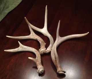 Fresh Whitetail Deer Natural Shed Antlers Bone Pen Knife Craft Horns Dog Chews