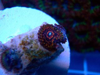 Freddy Krueger Paly You Get 1 Polyp SPS LPS Live Coral Zoas