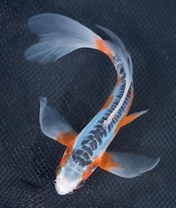 Live Butterfly Koi Fish