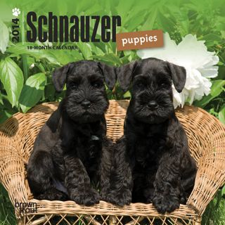 Schnauzer Puppies 2014 Mini Wall Calendar
