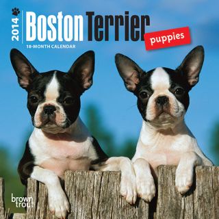 Boston Terrier Puppies 2014 Mini Wall Calendar