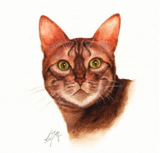 ★ Original Oil Cat Portrait Painting Bengal Art on Canvas Kitten Artist Signed