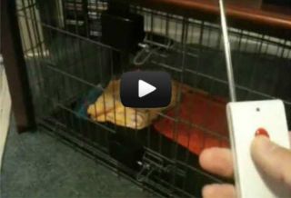 Easyout Remote Control Pet Dog Cat Crate Pen Door Opener Release Single Latch