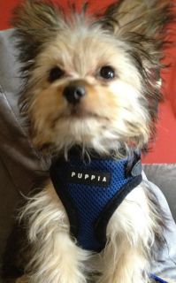 Superior Puppia Soft Adjustable Dog Harness SM Med Lrge