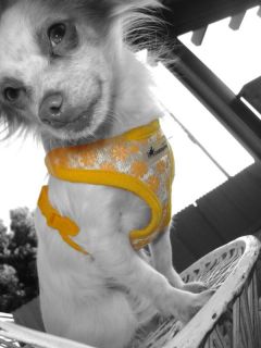 iPuppyOne Soft Dog Harness Yellow All Sizes Free SHIP