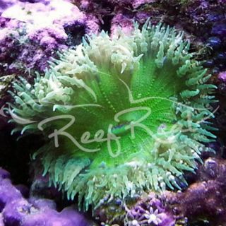 2 Green Flower Anemones Saltwater Reef Aquarium Live Fish Coral