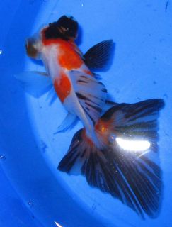 Tri Color Telescope Butterfly Goldfish Live Freshwater Fish