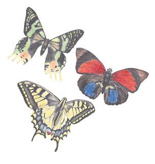 Butterfly 25 Butterflies Wallies 3 Designs Colorful Natural Wall Stickers Decals