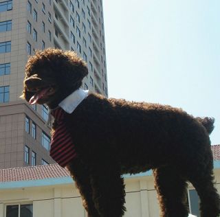 New Small Dog Multi Color Stripe Neck Tie Pet Bow Tie White Collar Choose Color