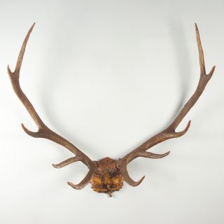 Oklahoma Casting Oak Leaf Antlers Wall Art   Wall Sculptures and Panels
