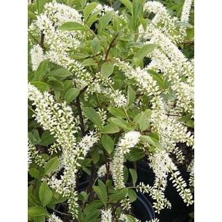 Itea Henrys Garnet (Sweetspire) Shrubs (1 to 2 Year Plants) 8 12 