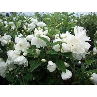  Nikko Dwarf Deutzia   Brilliant White Flowers   Hardy 