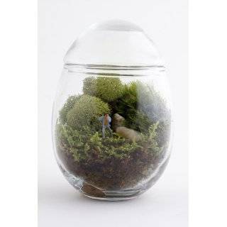 Grazed and Confused Moss Terrarium by Twig Terrariums