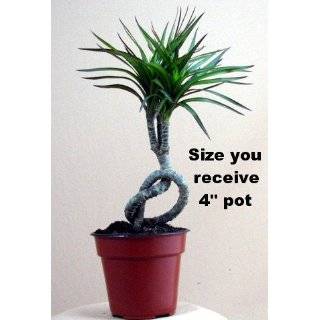   Knot Madagascar Palm   Easy to Grow House Plant   Valentines Day Gift