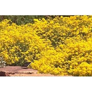  Basket of Gold Perennial Alyssum   25 Plants   Aurinia 