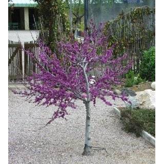  Eastern Red Bud Tree Five Gallon by Monrovia Growers 