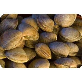 100 Live Littleneck Clams  Grocery & Gourmet Food